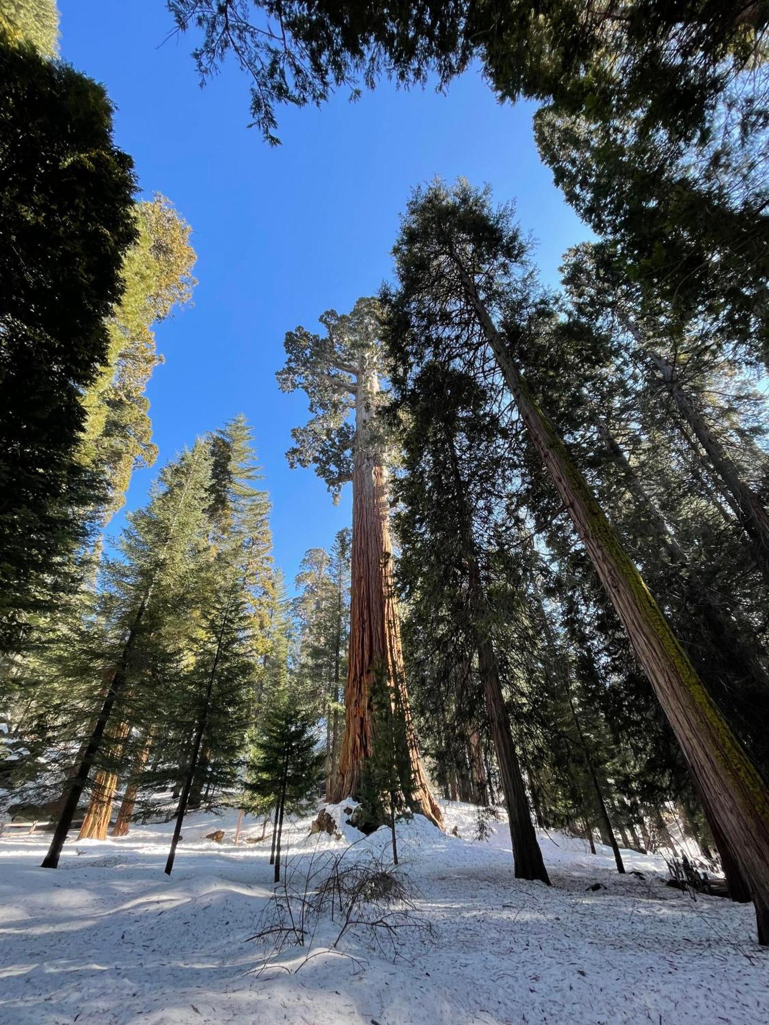 Enchanted Forest Dome ,10-15 Minutes To Kings Canyons-New Pellet Stove For Cozy Warm Nights Dunlap エクステリア 写真